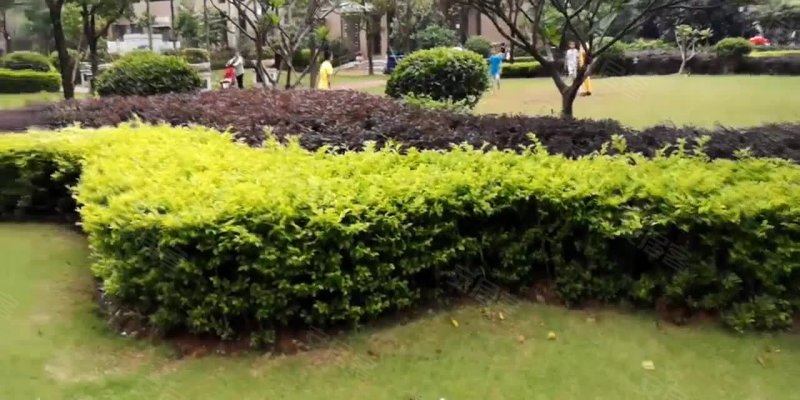 广东中山苗木交易市场