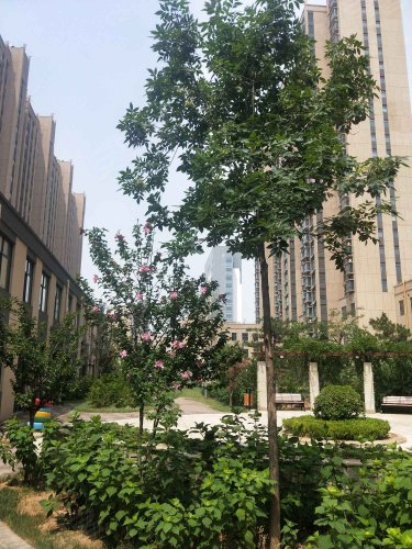 永丰嘉苑,建设街2251号 - 武安永丰嘉苑二手房,租房,房价-武安安居客