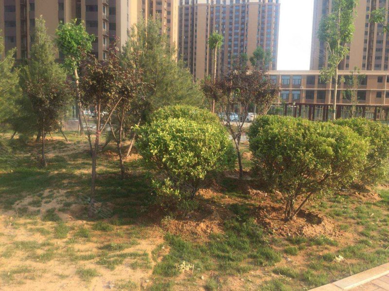 阳光花园(邯山),009乡道-邯郸阳光花园(邯山)二手房,租房,房价-邯郸