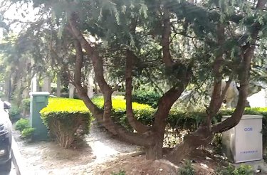 玉兰路81弄小区 