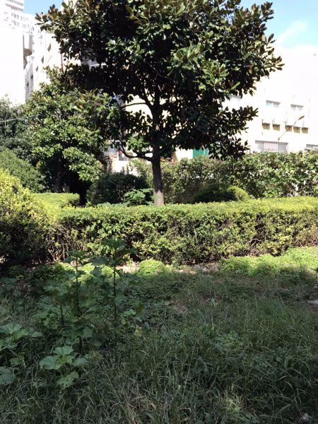 明珠花苑(浦东) 