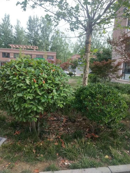 锦绣花园(沂南)