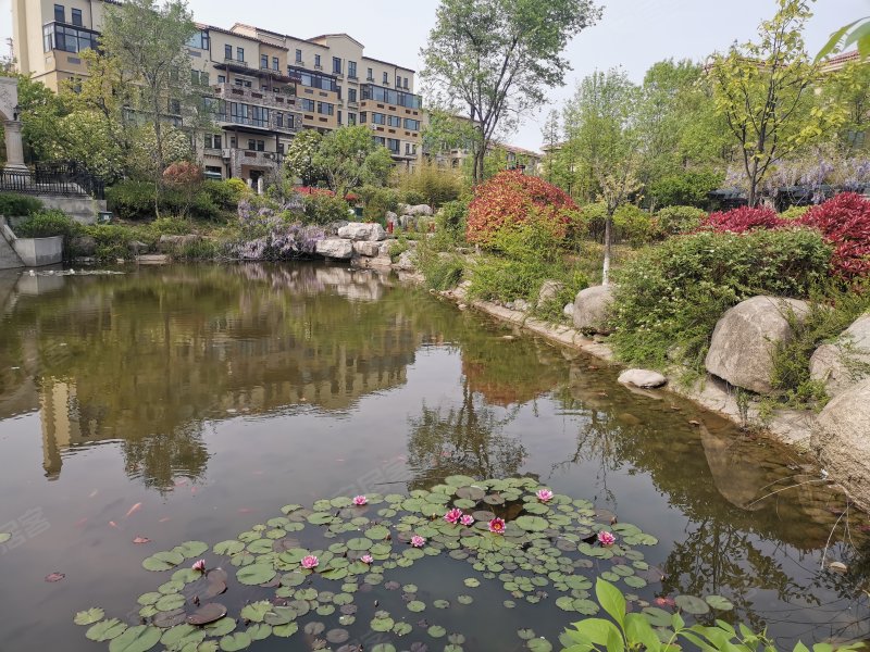 唐岛金湾(别墅)