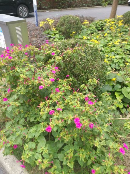 芳草路238弄小区 