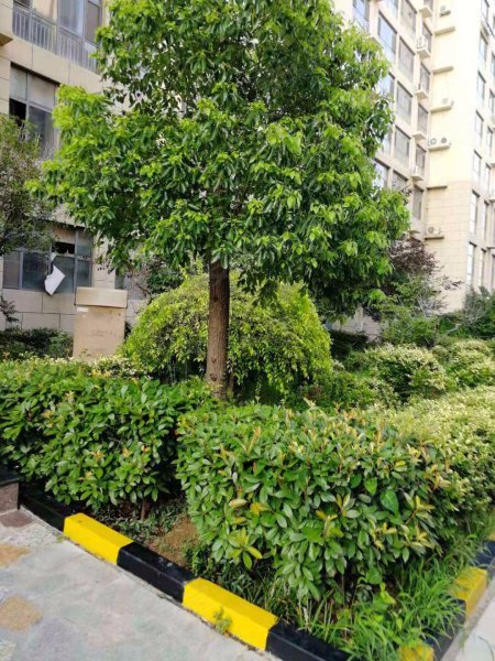 鲁邦华府(兰山)