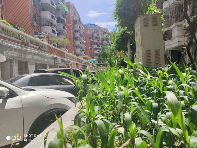 金枫园,东浦路6-12号-厦门金枫园二手房,租房,房价-厦门安居客