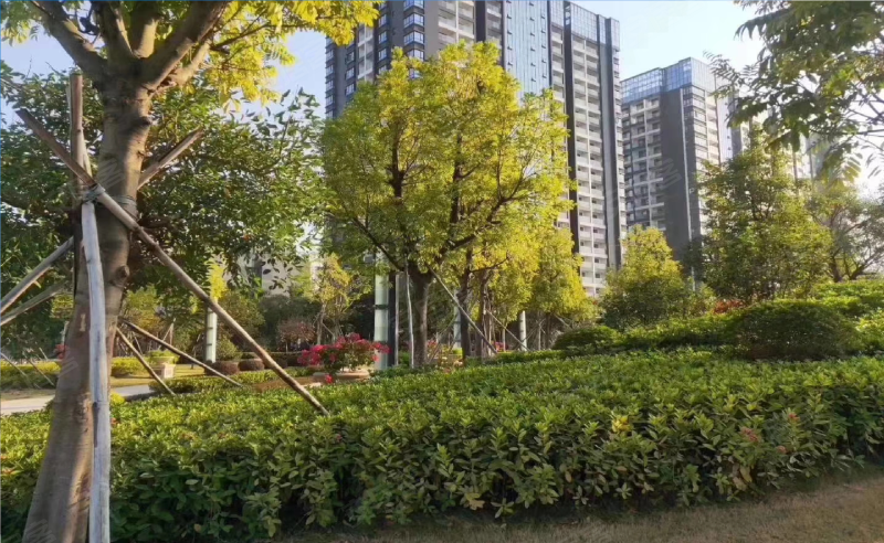 塘头村一坊,华夏路-深圳塘头村一坊二手房,租房,房价-深圳安居客