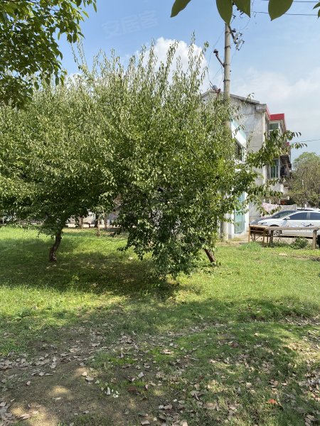 天兴洲绿岛小区