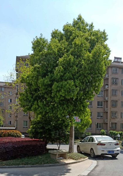 嘉城绿都合欢苑,宜城路399号-嘉兴嘉城绿都合欢苑二手房,租房,房价