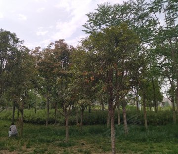 莫愁路388号综合楼