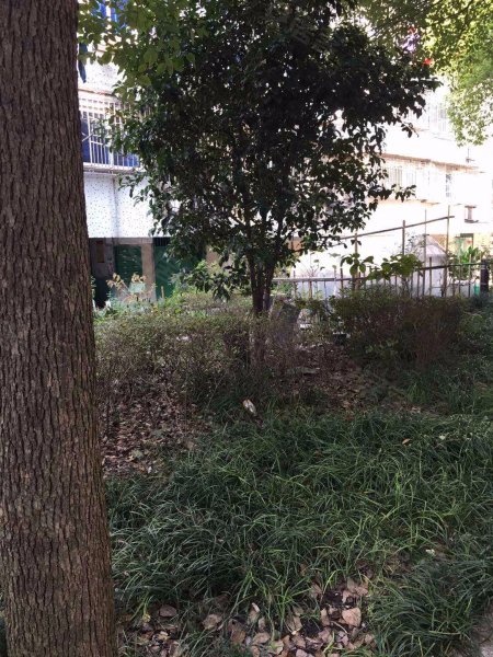 城南新村(嘉定) 