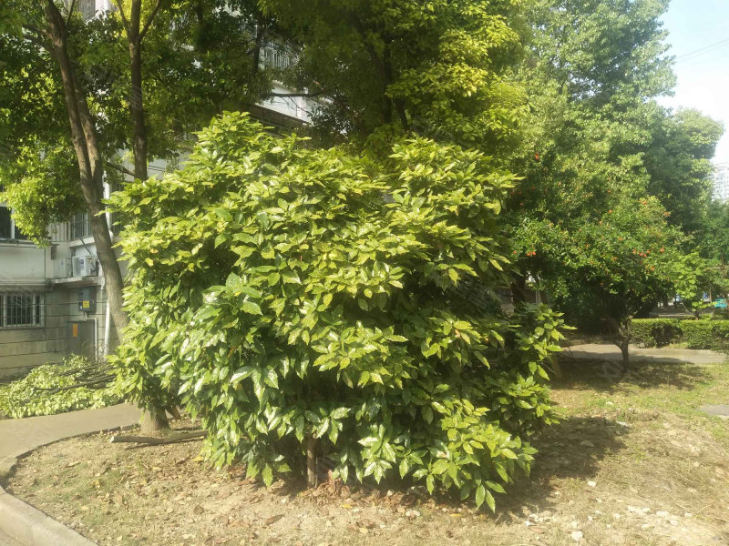 泗洪府苑小区(青阳)
