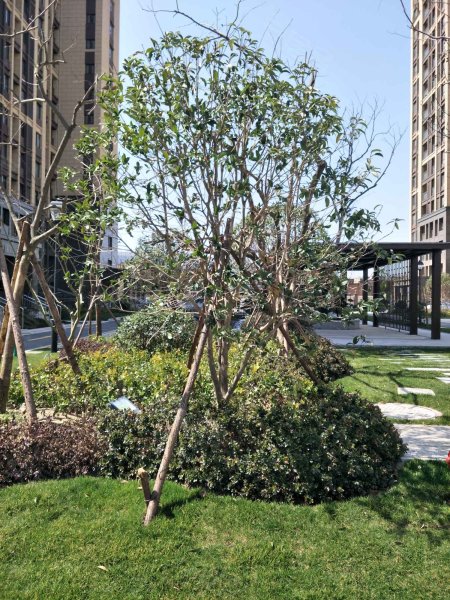 荷园丽都,大学南路21号-扬州荷园丽都二手房,租房,房价-扬州安居客