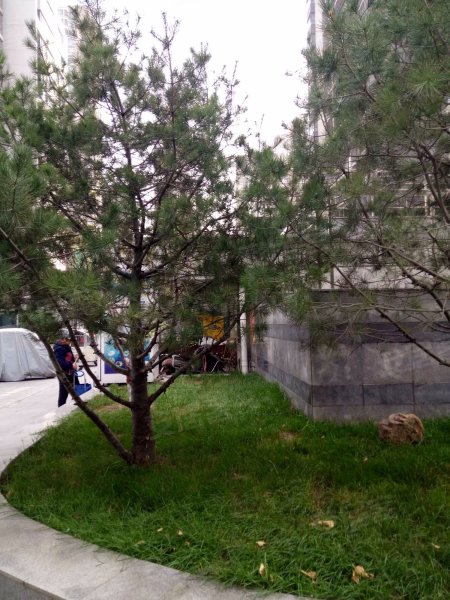 紫晶苑,平安北大街158号-石家庄紫晶苑二手房,租房,房价-石家庄安居客