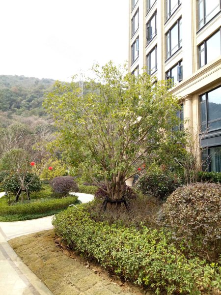 绿城璟园,院士路-瑞安绿城璟园二手房,租房,房价-瑞安安居客