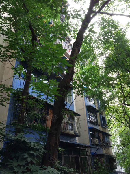 枣子岚垭正街小区