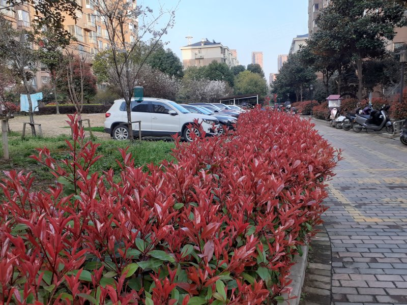 无为市花疃实景图图片