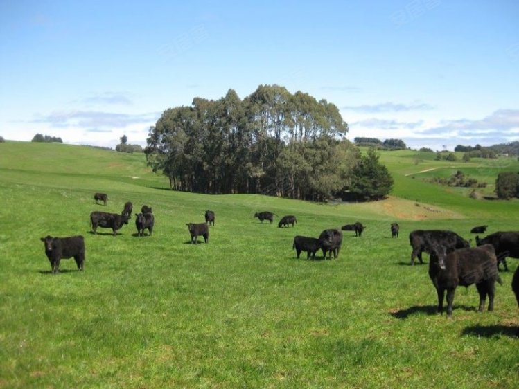 澳大利亚售价待定农场，占地103英亩二手房其他图片