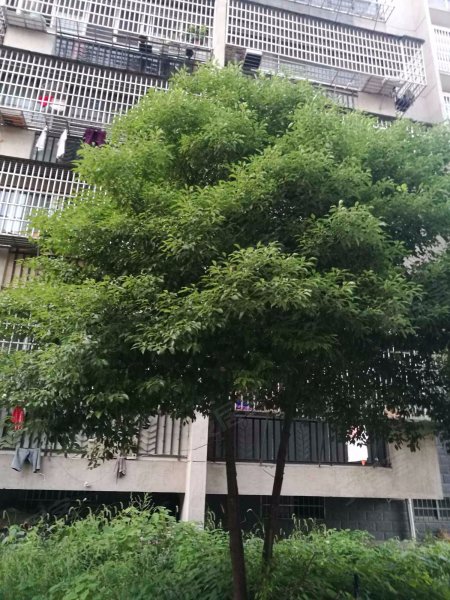 梅湖明珠,南莲路690号-南昌梅湖明珠二手房,租房,房价-南昌安居客