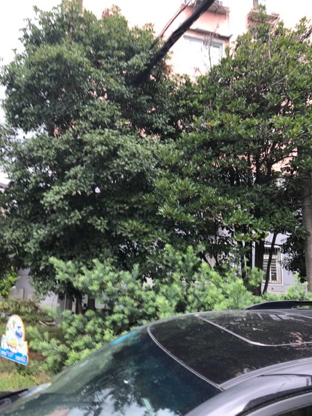 蔷薇新村虹梅家人 