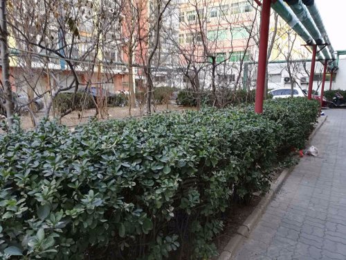 金阳花园,维明路27号 - 沧州金阳花园二手房,租房,房价-沧州安居客