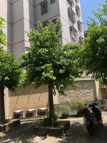 阳光巴洛克棕榈林