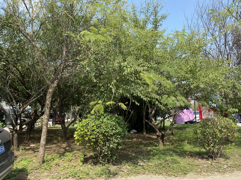 天兴洲绿岛小区