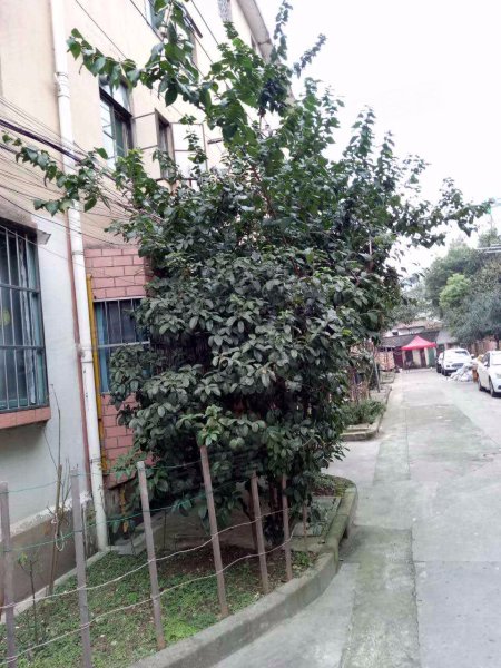 南大路20弄小区 