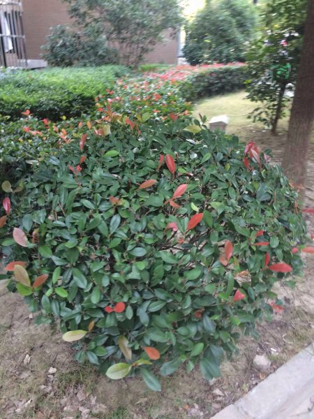 大华锦绣华城二街区 