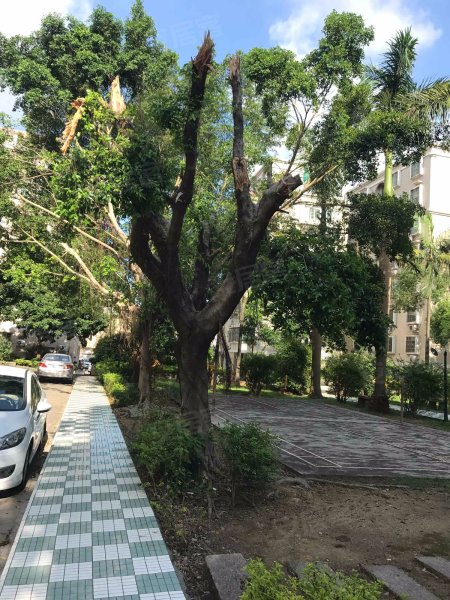 豪景苑,新民路342号-珠海豪景苑二手房,租房,房价-珠海安居客