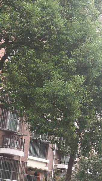 浦江丽都(北区) 