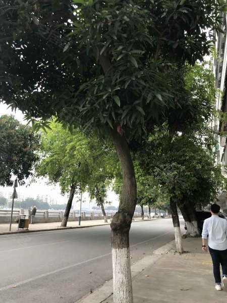 雅兰花园,西宁路-江门雅兰花园二手房,租房,房价-江门安居客