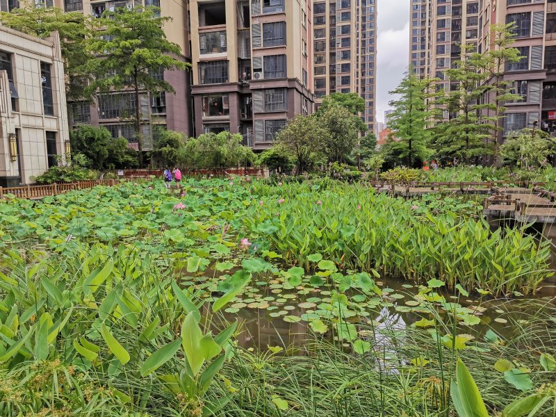 紫金莲园,五星路1号-龙岩紫金莲园二手房,租房,房价-龙岩安居客