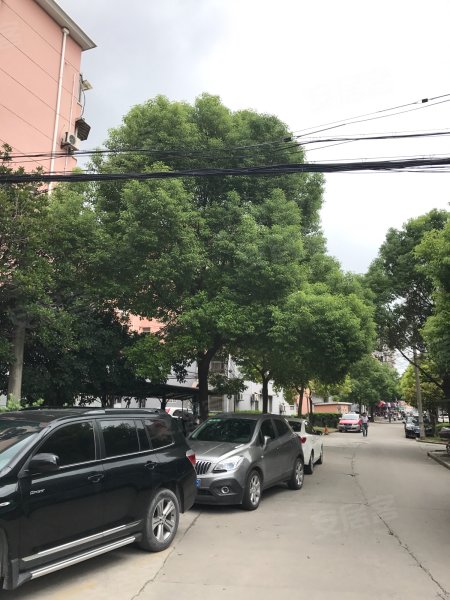 蔷薇新村虹梅家人 