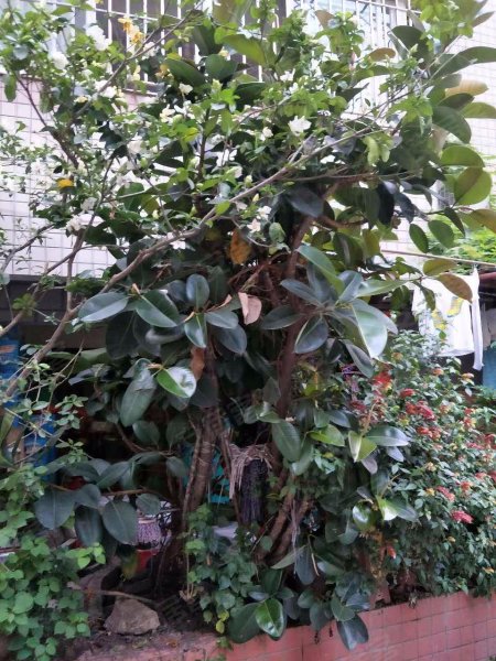 龙庭花园西区,龙庭路30号-福州龙庭花园西区二手房,租房,房价-福州