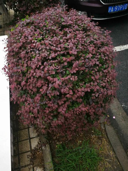 虹莘新村(南区) 