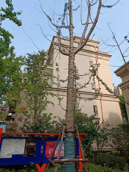 日月光伯爵湾(一期)