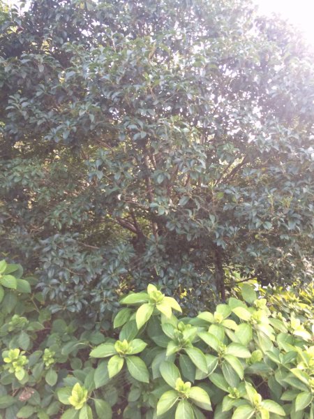 万科翡翠公园(二期) 