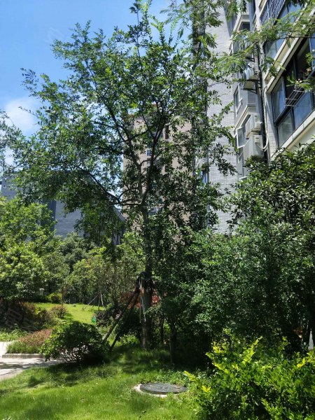 怡景华庭,五通路-武汉怡景华庭二手房,租房,房价-武汉安居客