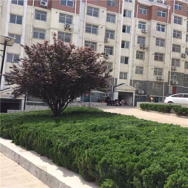 和园小区(肥城)