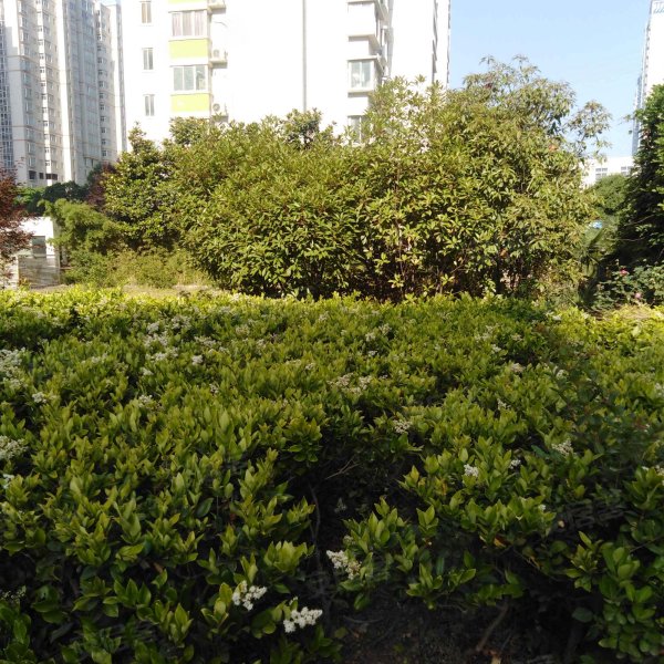 滨河花园,孔明北路-成都滨河花园二手房,租房,房价-成都安居客