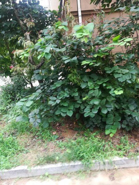 水清木华,金晖路66号-招远水清木华二手房,租房,房价-招远安居客