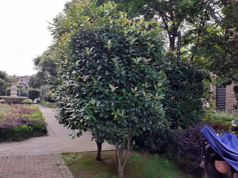 三花悦庄(二期)