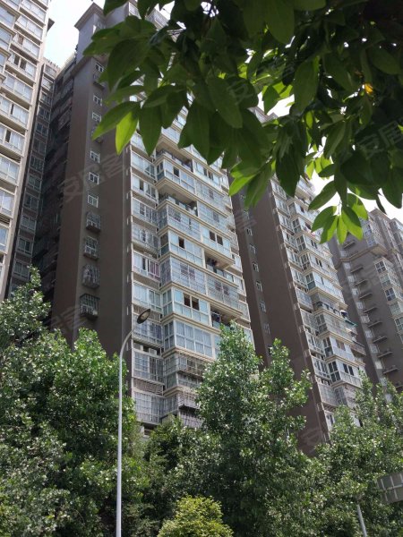 合力达映日荷花