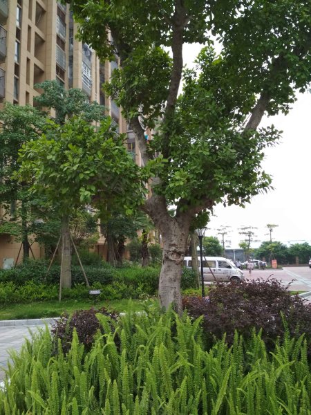 迎霞新城东区,先农路97号-福州迎霞新城东区二手房,租房,房价-福州