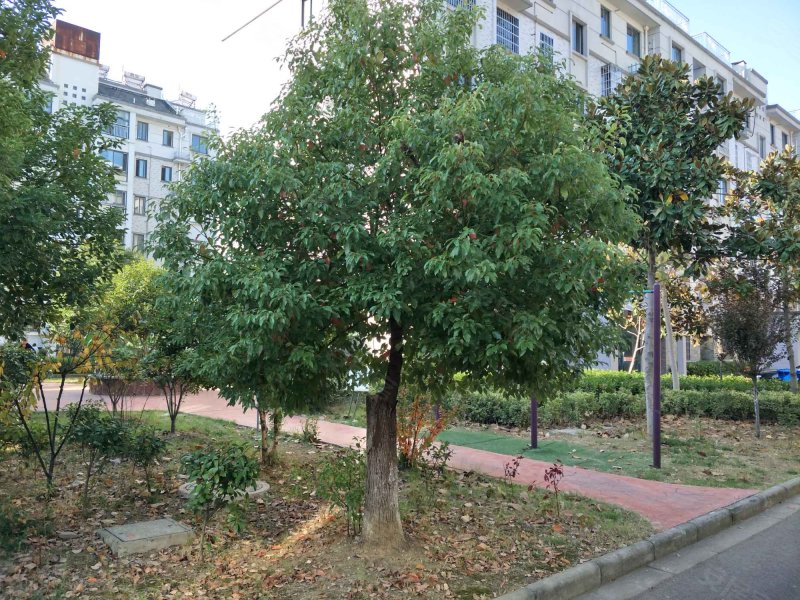 胡姬花园,晨风路31号-金坛胡姬花园二手房,租房,房价-金坛安居客