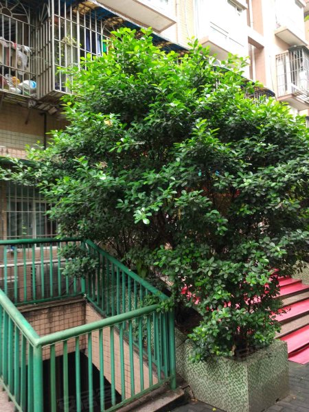 枇杷山正街社区,枇杷山正街,近中山二路-重庆枇杷山正街社区二手房
