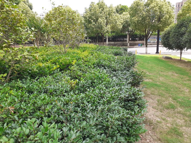 5槐树槐树木质坚硬,可为绿化树行道树等,在风水上被认为代表"禄",古代