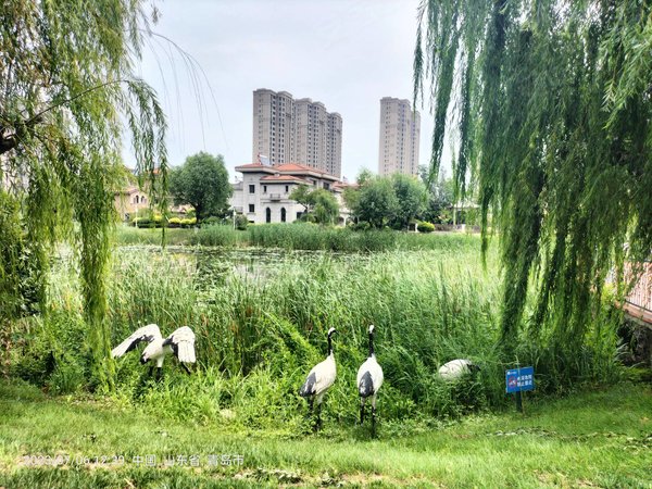 青岛城阳棘洪滩青岛碧桂园1500包物业碧桂园精装修套三出租,配置齐全