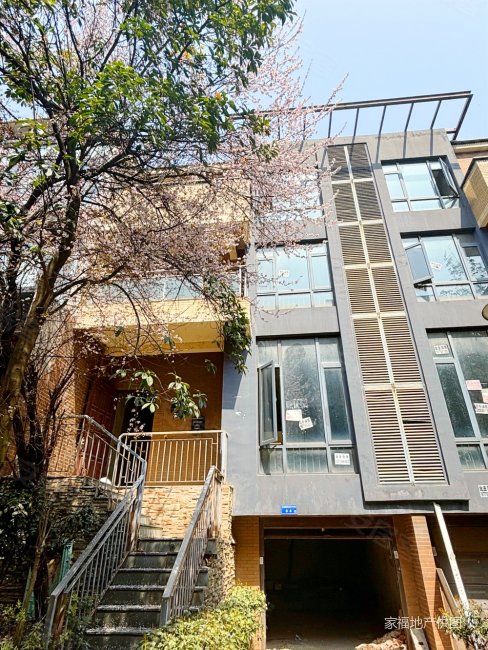 前后花园 门口的樱花开了,可以来观赏,真的好美 有天有地,龙湾国际